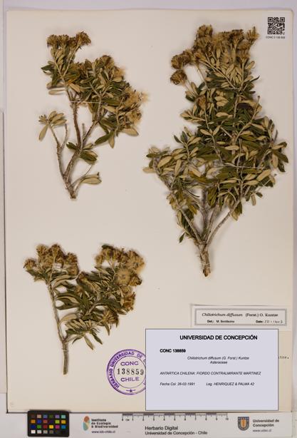 Chiliotrichum diffusum [Espécimen: UDEC:CONC:0138859]
