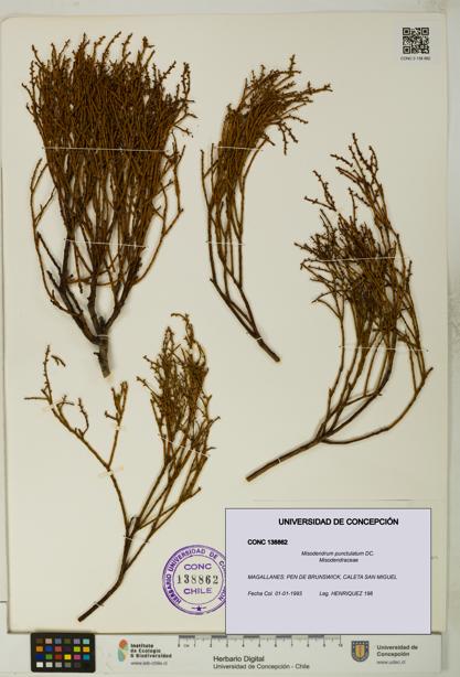 Misodendrum punctulatum [Espécimen: UDEC:CONC:0138862]