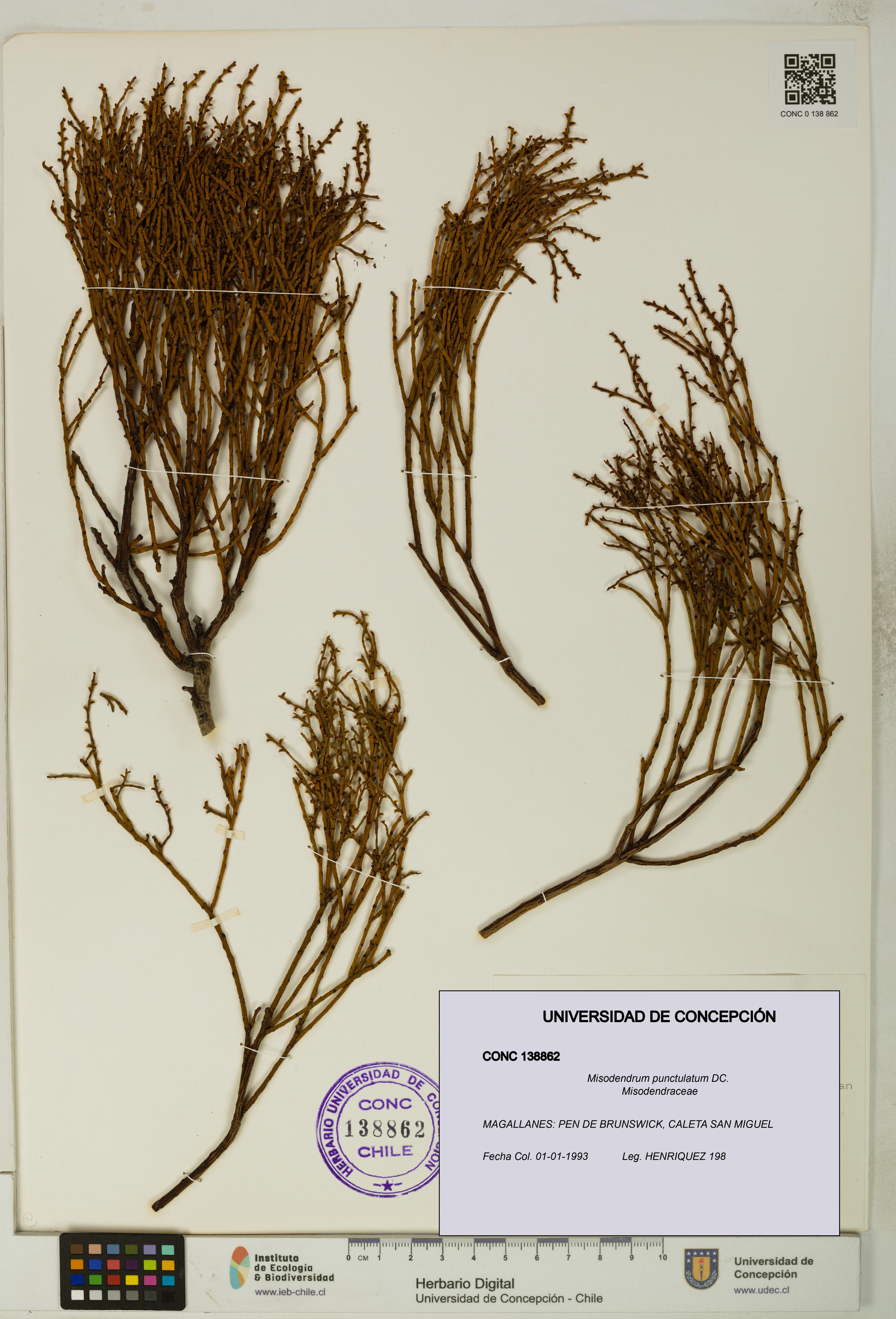 Misodendrum punctulatum [Espécimen: UDEC:CONC:0138862]