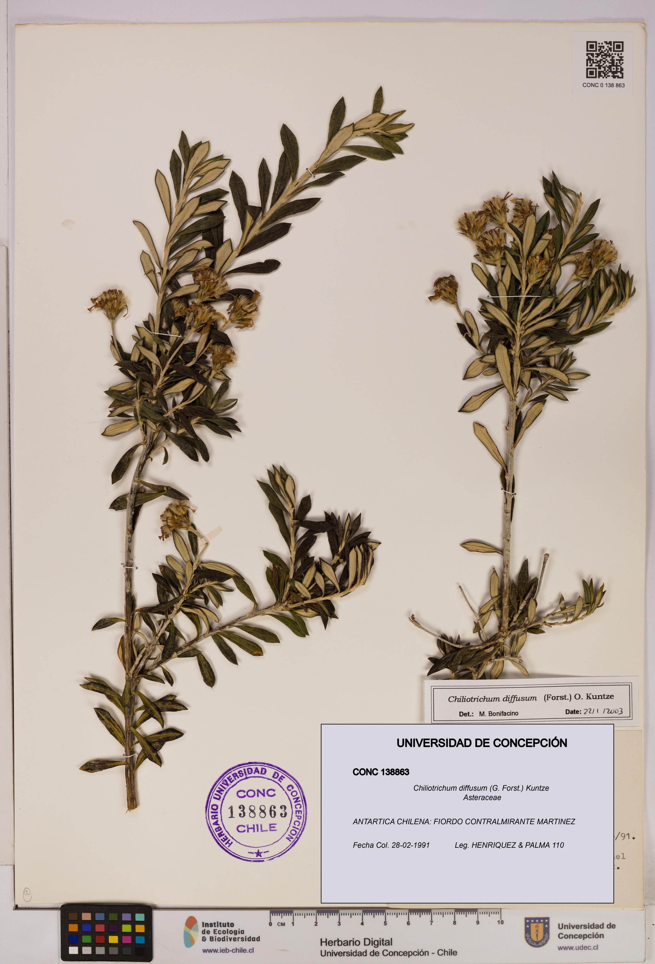 Chiliotrichum diffusum [Espécimen: UDEC:CONC:0138863]