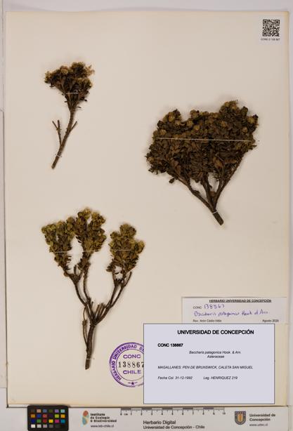 Baccharis patagonica [Espécimen: UDEC:CONC:0138867]