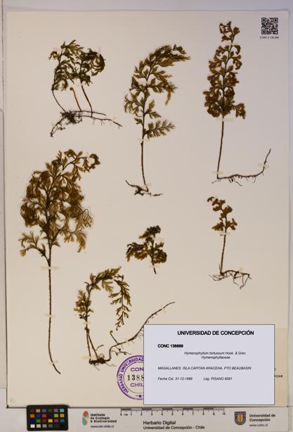 Hymenophyllum tortuosum [Espécimen: ]