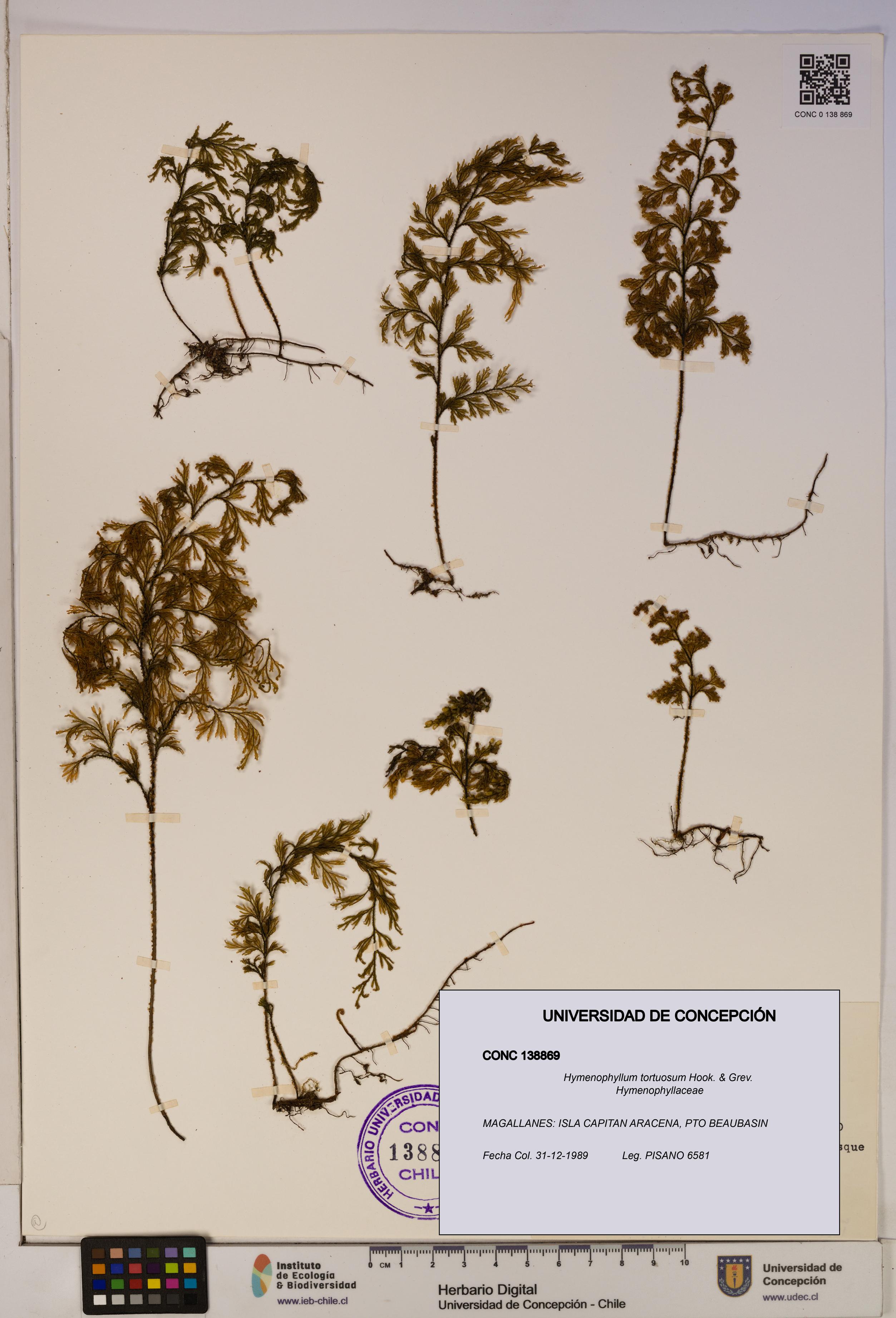 Hymenophyllum tortuosum [Espécimen: ]