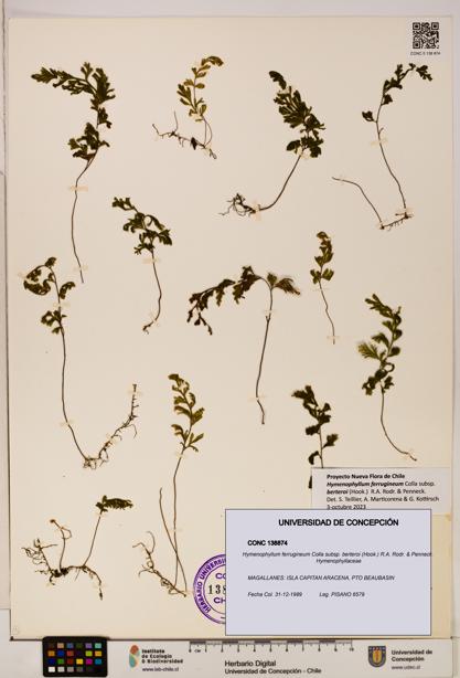 Hymenophyllum ferrugineum [Espécimen: UDEC:CONC:0138874]