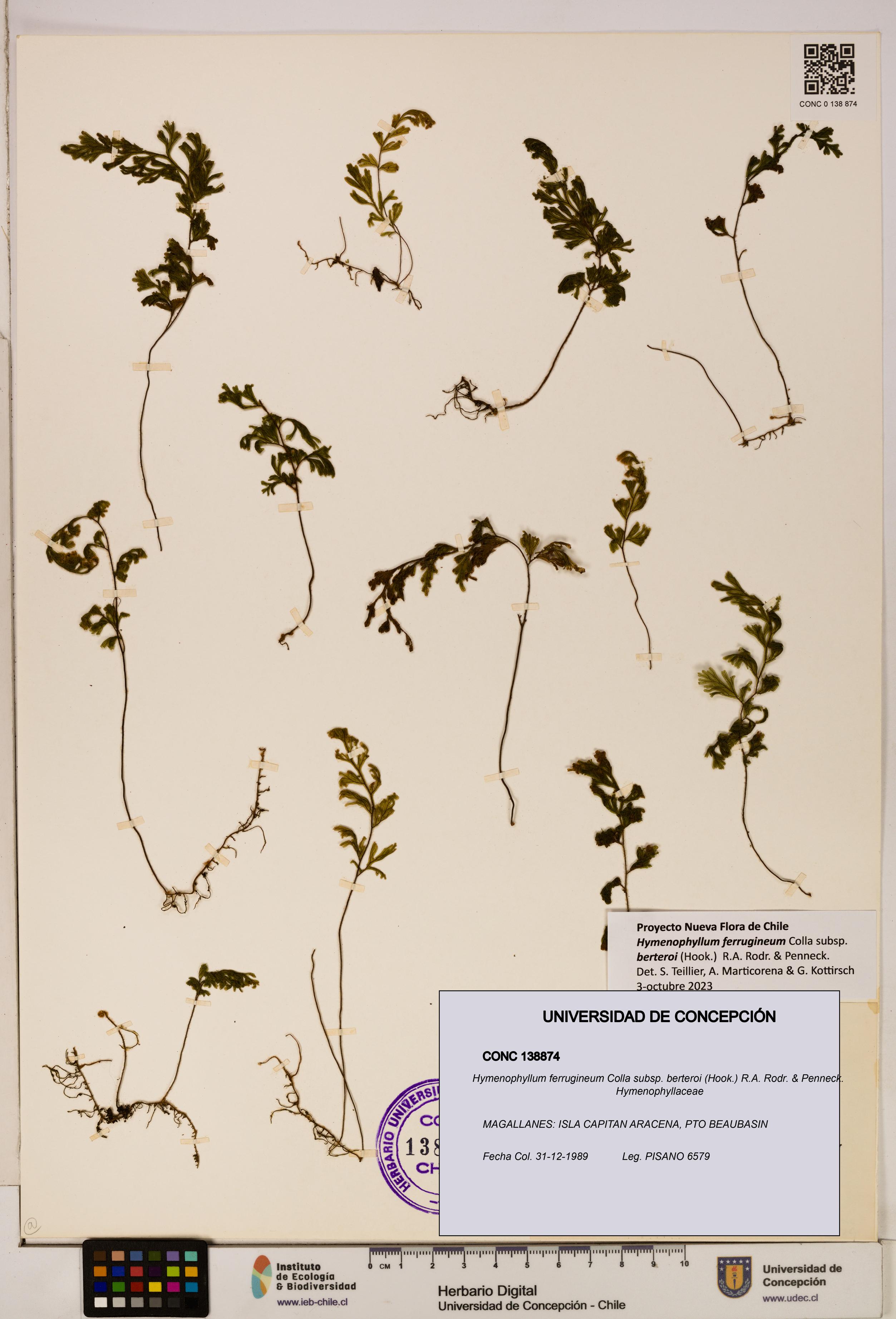 Hymenophyllum ferrugineum [Espécimen: UDEC:CONC:0138874]