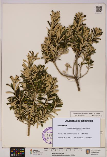Chiliotrichum diffusum [Espécimen: UDEC:CONC:0138876]