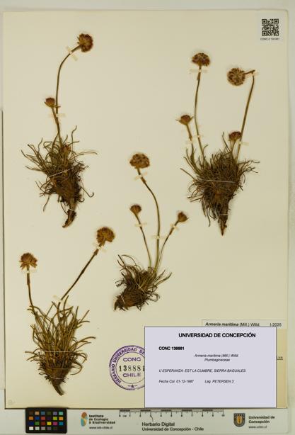 Armeria maritima [Espécimen: UDEC:CONC:0138881]