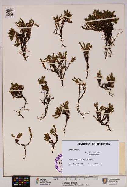 Drapetes muscosus [Espécimen: UDEC:CONC:0138884]