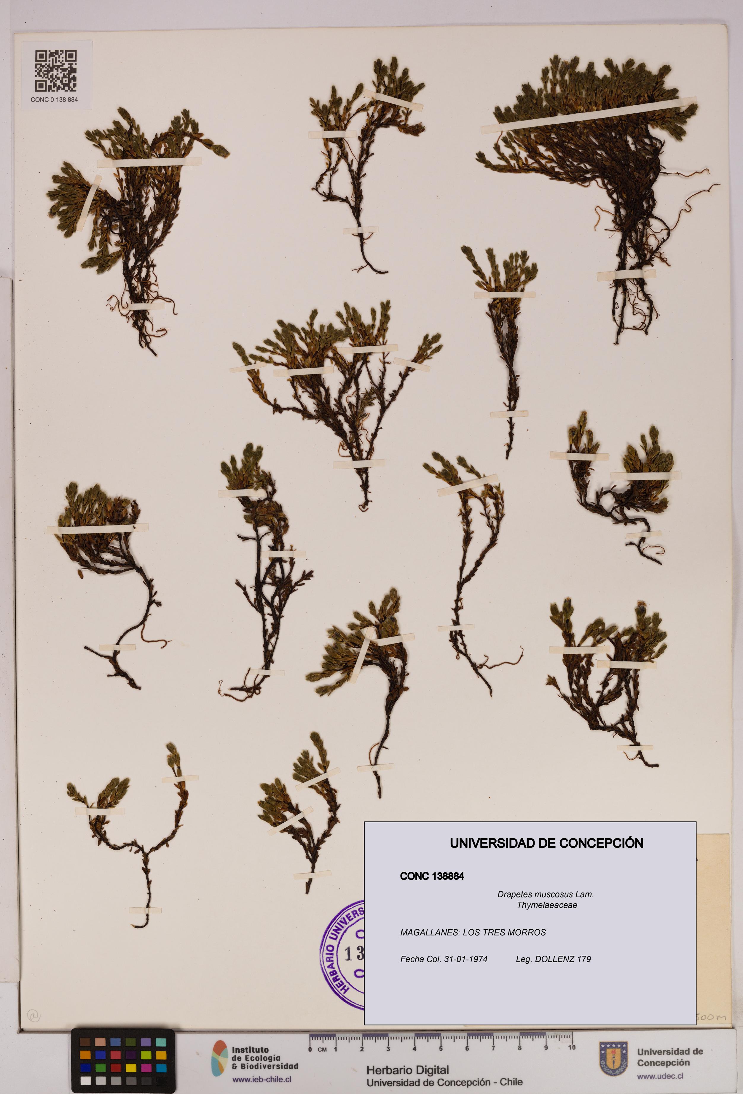 Drapetes muscosus [Espécimen: UDEC:CONC:0138884]