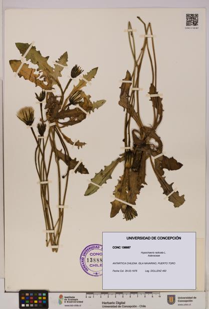 Hypochaeris radicata [Espécimen: UDEC:CONC:0138887]