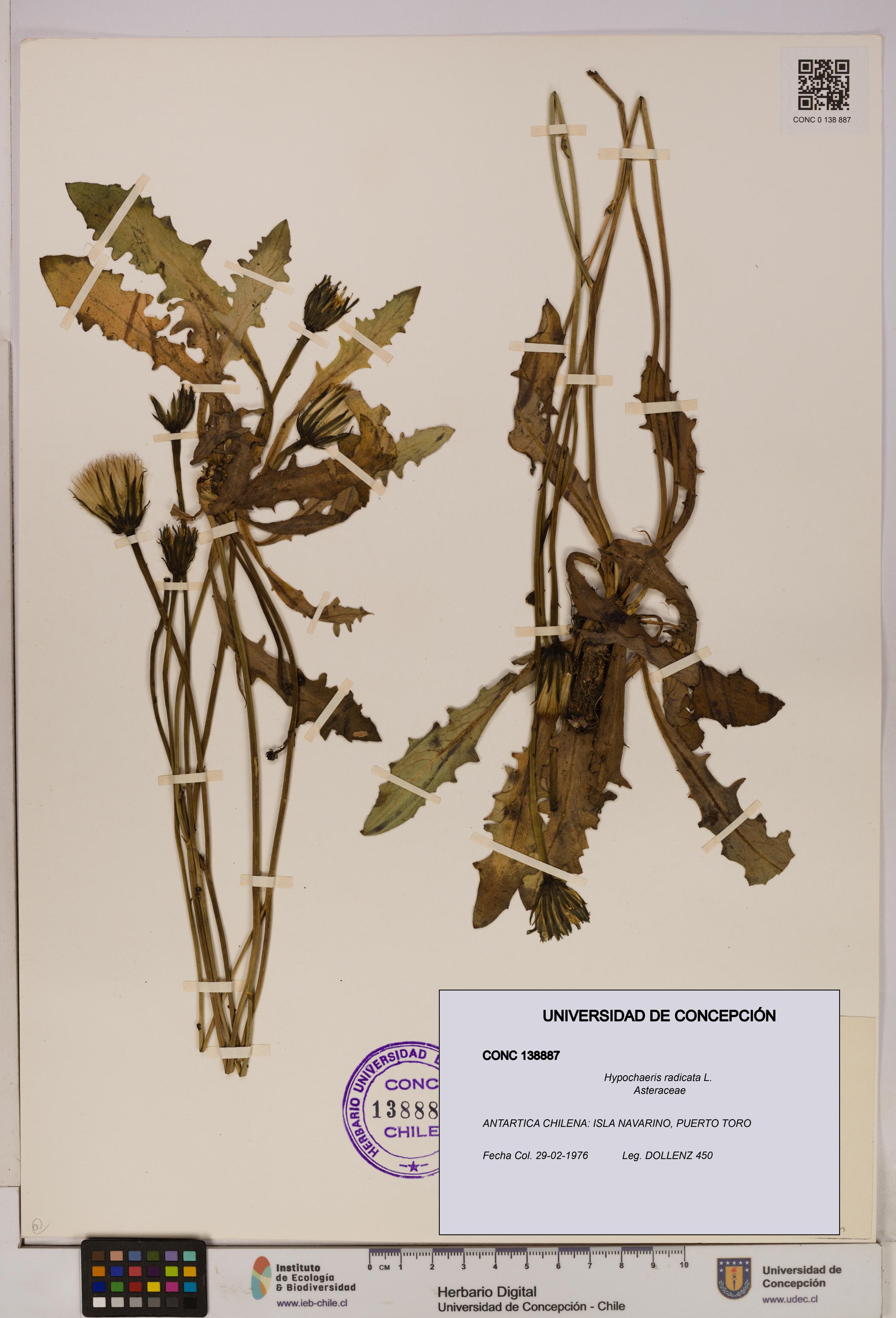 Hypochaeris radicata [Espécimen: UDEC:CONC:0138887]