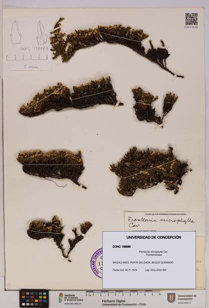 Frankenia microphylla [Espécimen: UDEC:CONC:0138889]
