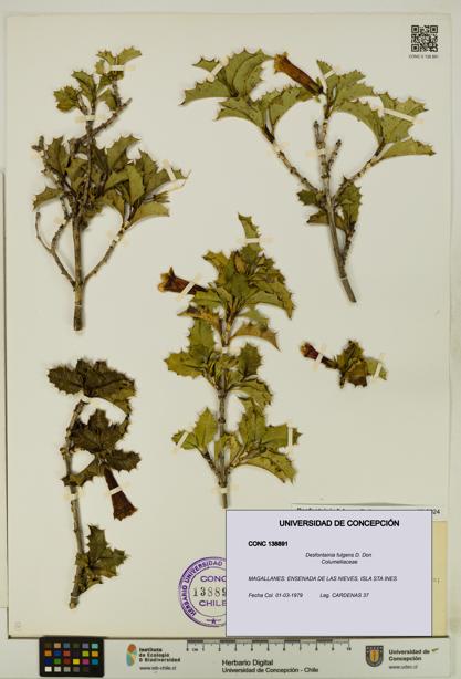 Desfontainia fulgens [Espécimen: UDEC:CONC:0138891]