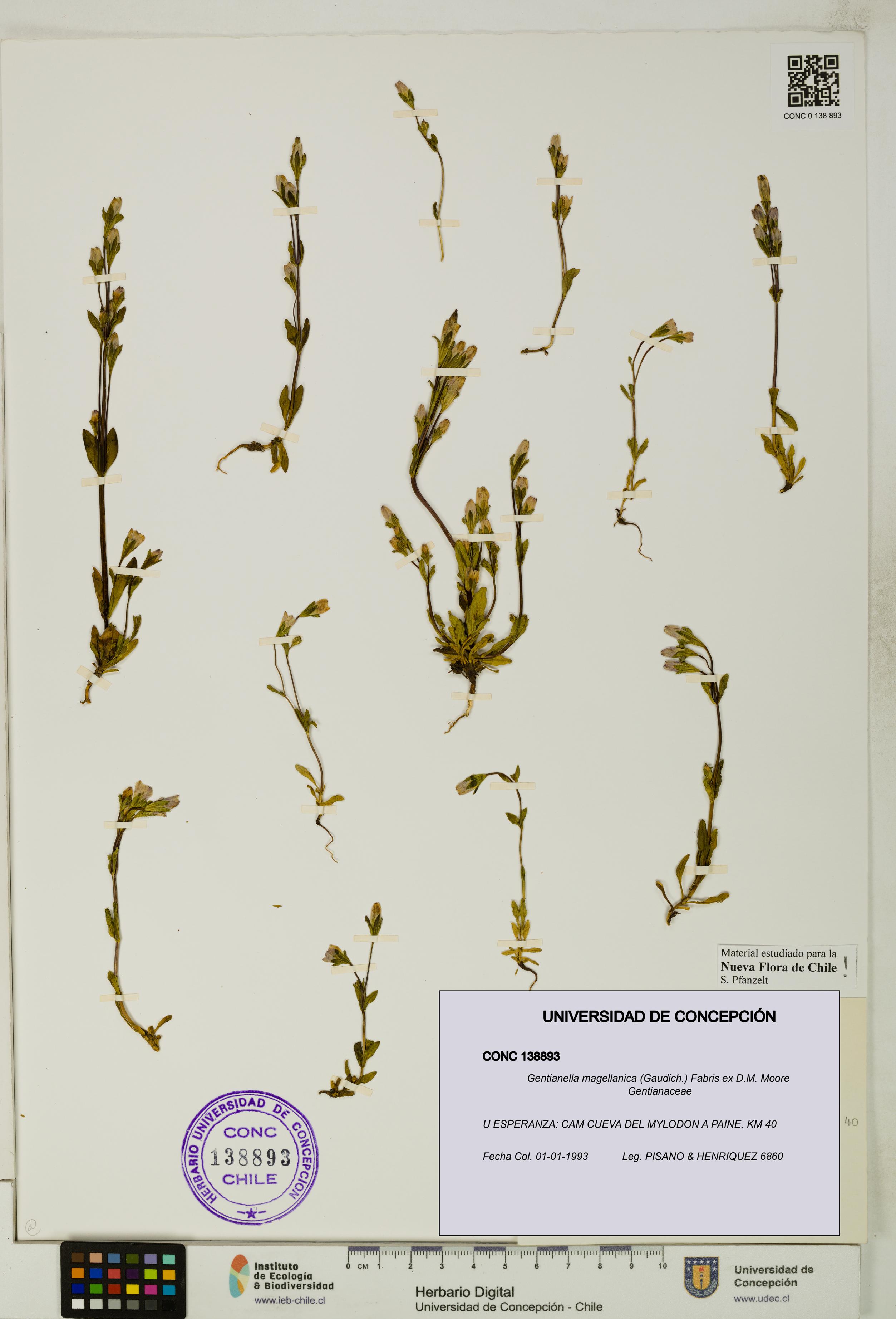 Gentianella magellanica [Espécimen: UDEC:CONC:0138893]