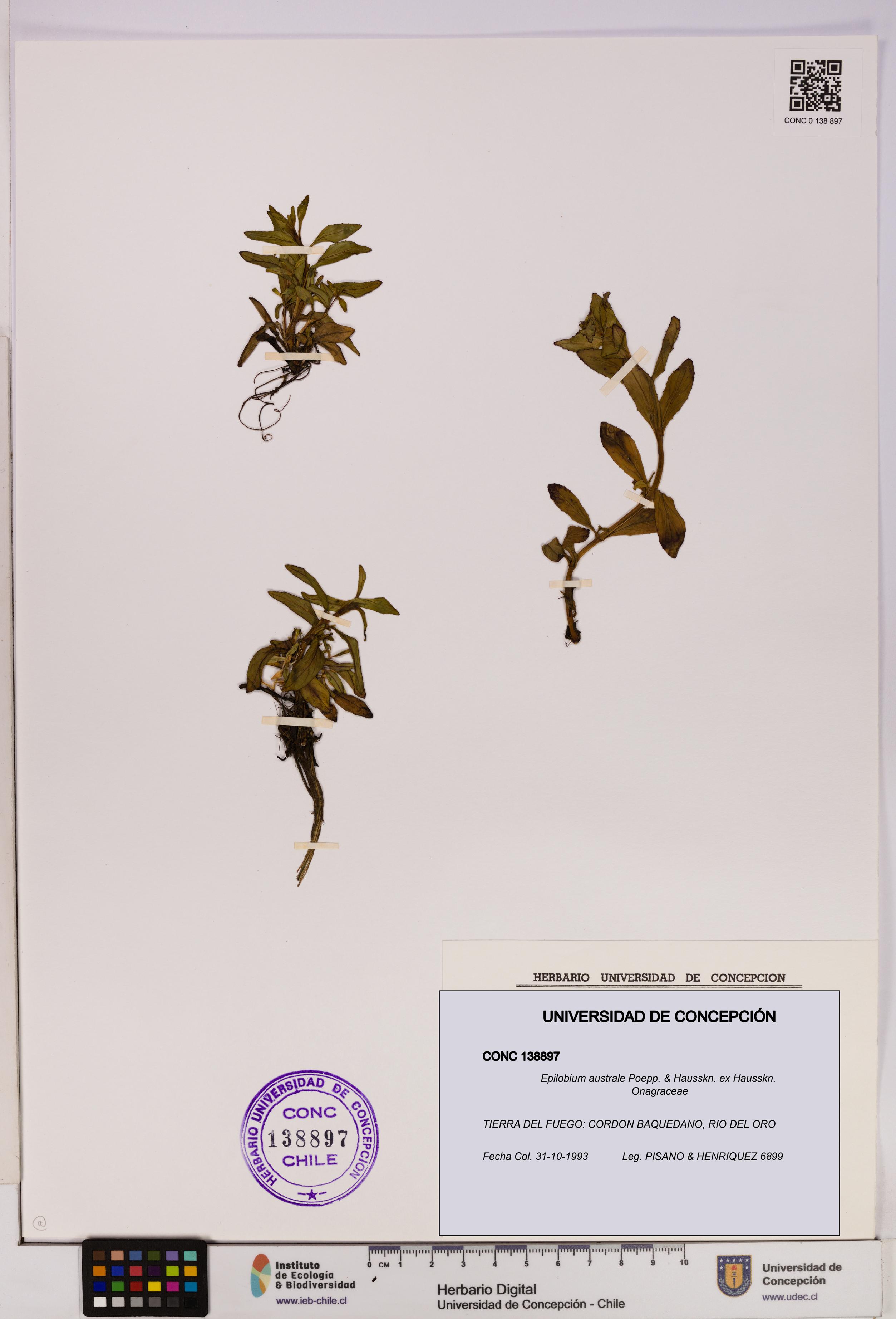 Epilobium australe [Espécimen: UDEC:CONC:0138897]