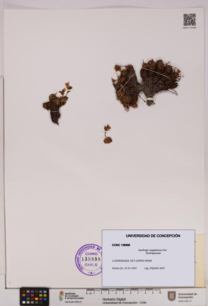 Saxifraga magellanica [Espécimen: UDEC:CONC:0138898]