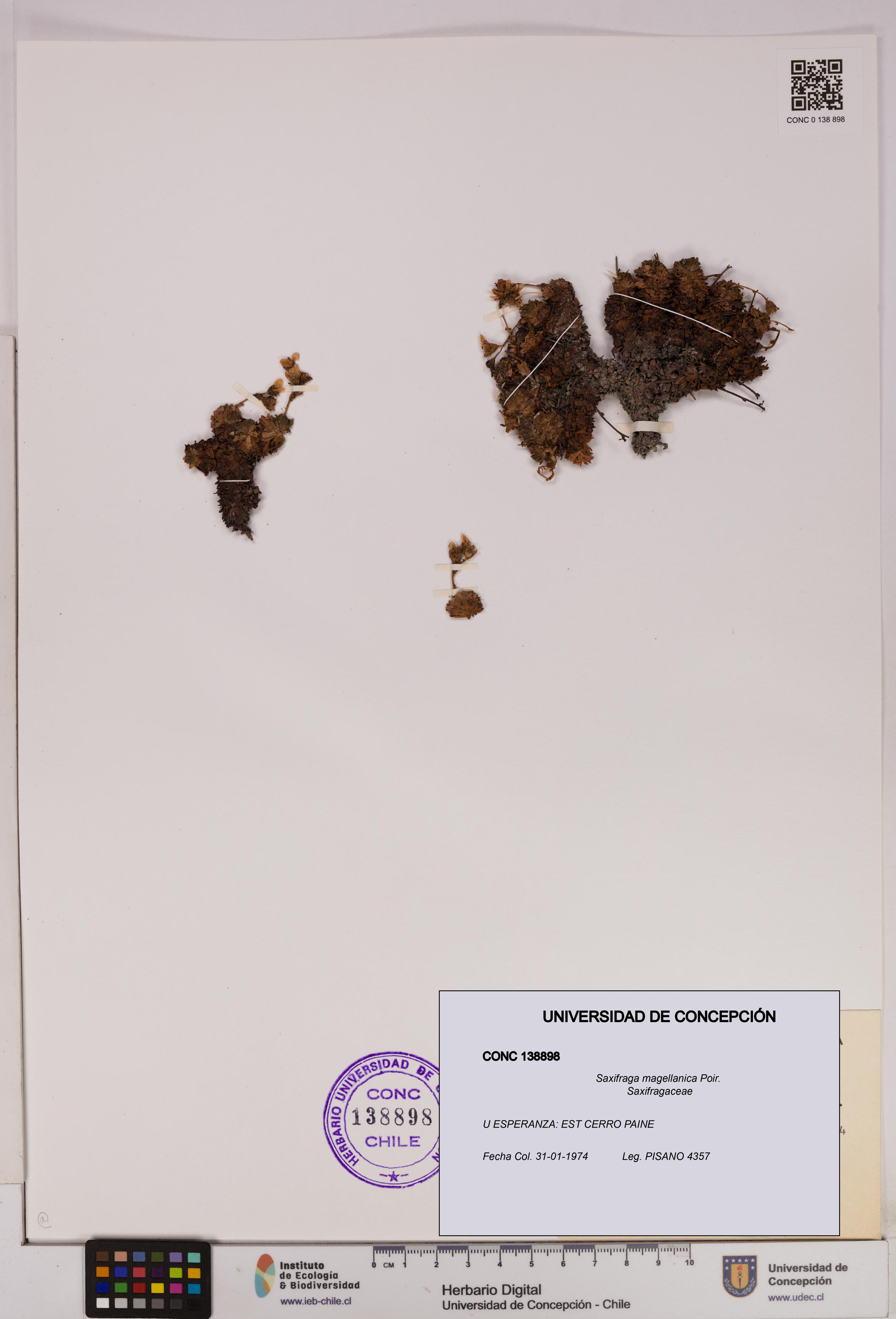 Saxifraga magellanica [Espécimen: UDEC:CONC:0138898]