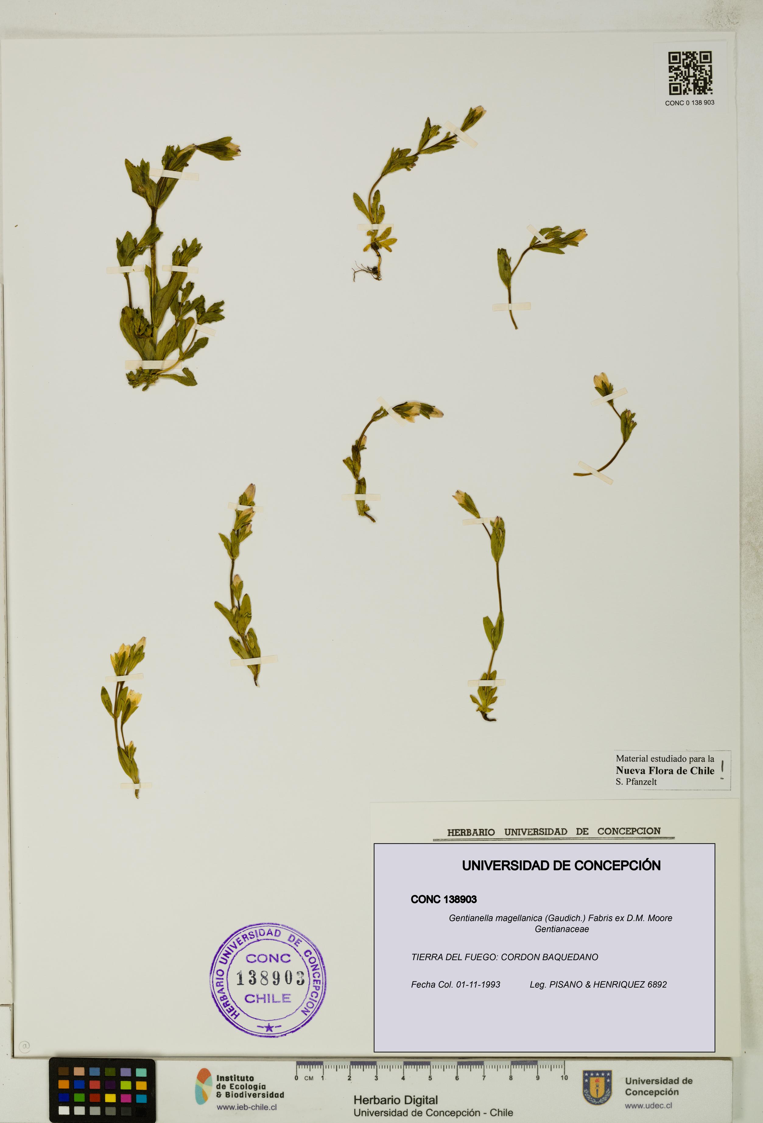 Gentianella magellanica [Espécimen: UDEC:CONC:0138903]