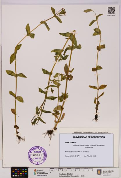 Epilobium australe [Espécimen: UDEC:CONC:0138905]