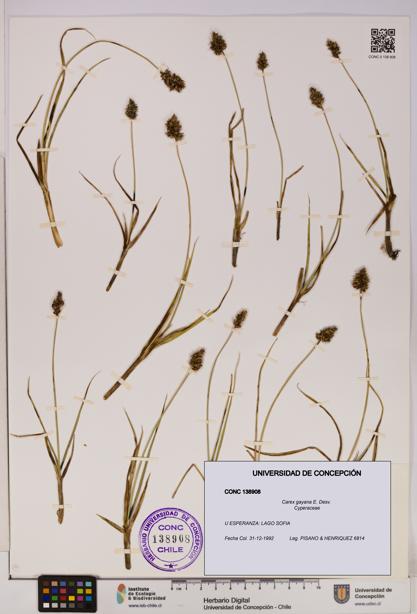 Carex gayana [Espécimen: UDEC:CONC:0138908]