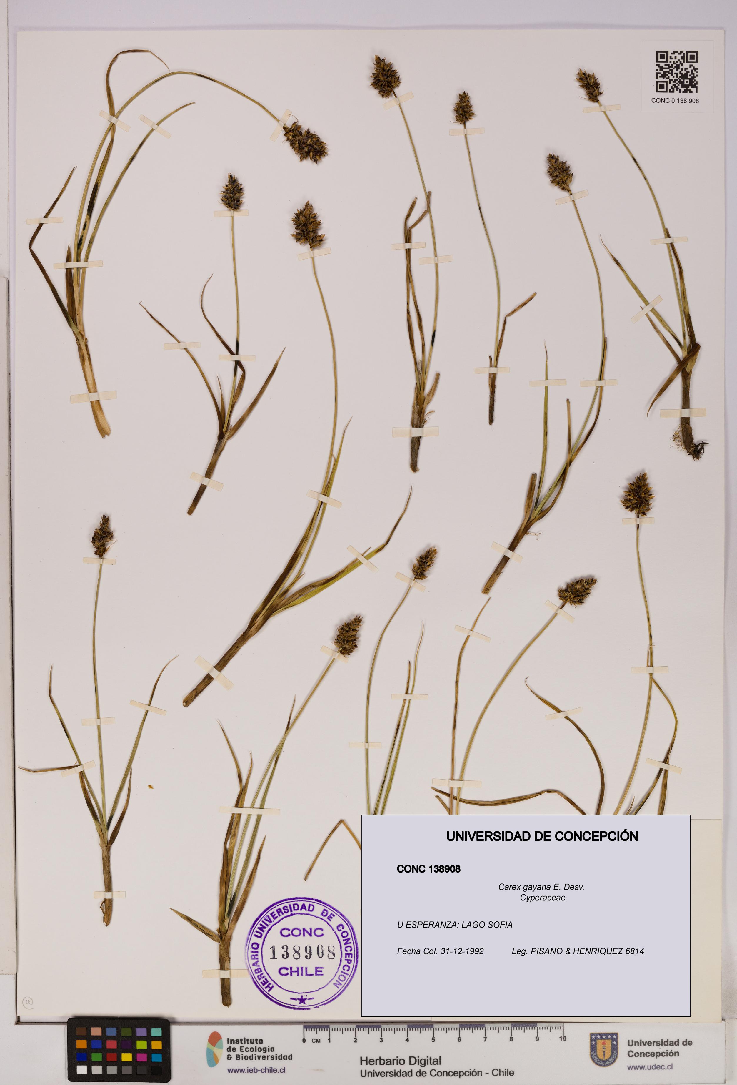 Carex gayana [Espécimen: UDEC:CONC:0138908]