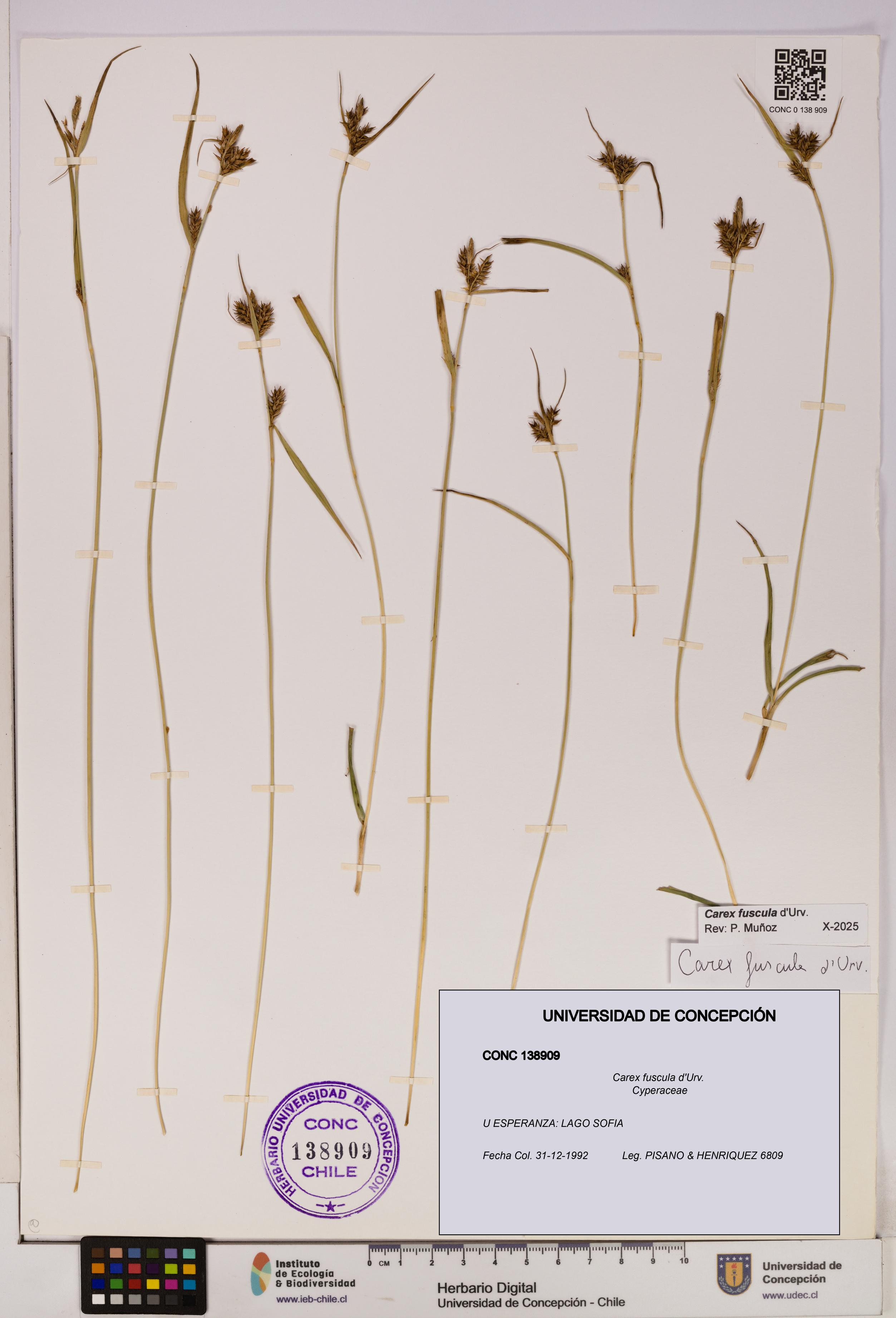 Carex fuscula [Espécimen: UDEC:CONC:0138909]