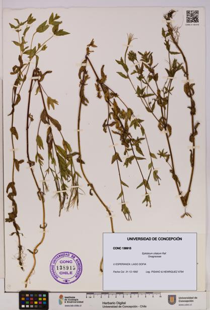 Epilobium ciliatum [Espécimen: UDEC:CONC:0138915]