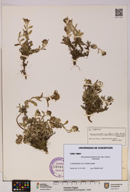 Gamochaeta spiciformis [Espécimen: UDEC:CONC:0138941]