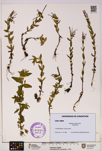 Epilobium ciliatum [Espécimen: UDEC:CONC:0138949]