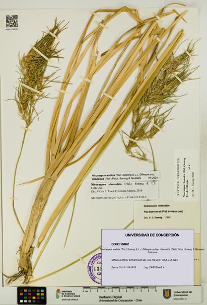 Nicoraepoa andina subsp. chonotica [Espécimen: UDEC:CONC:0138951]