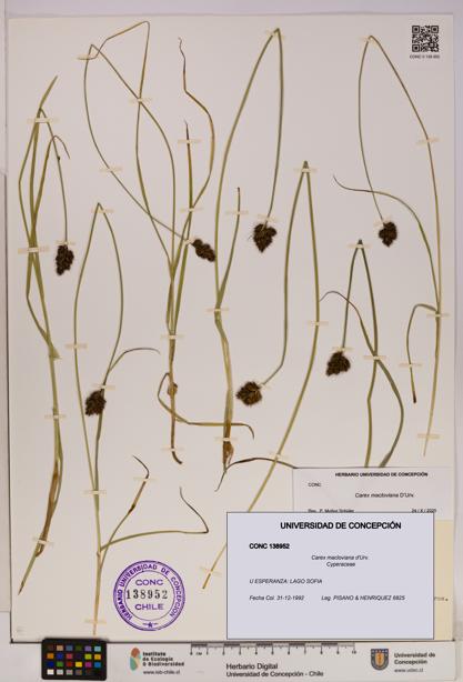Carex macloviana [Espécimen: UDEC:CONC:0138952]