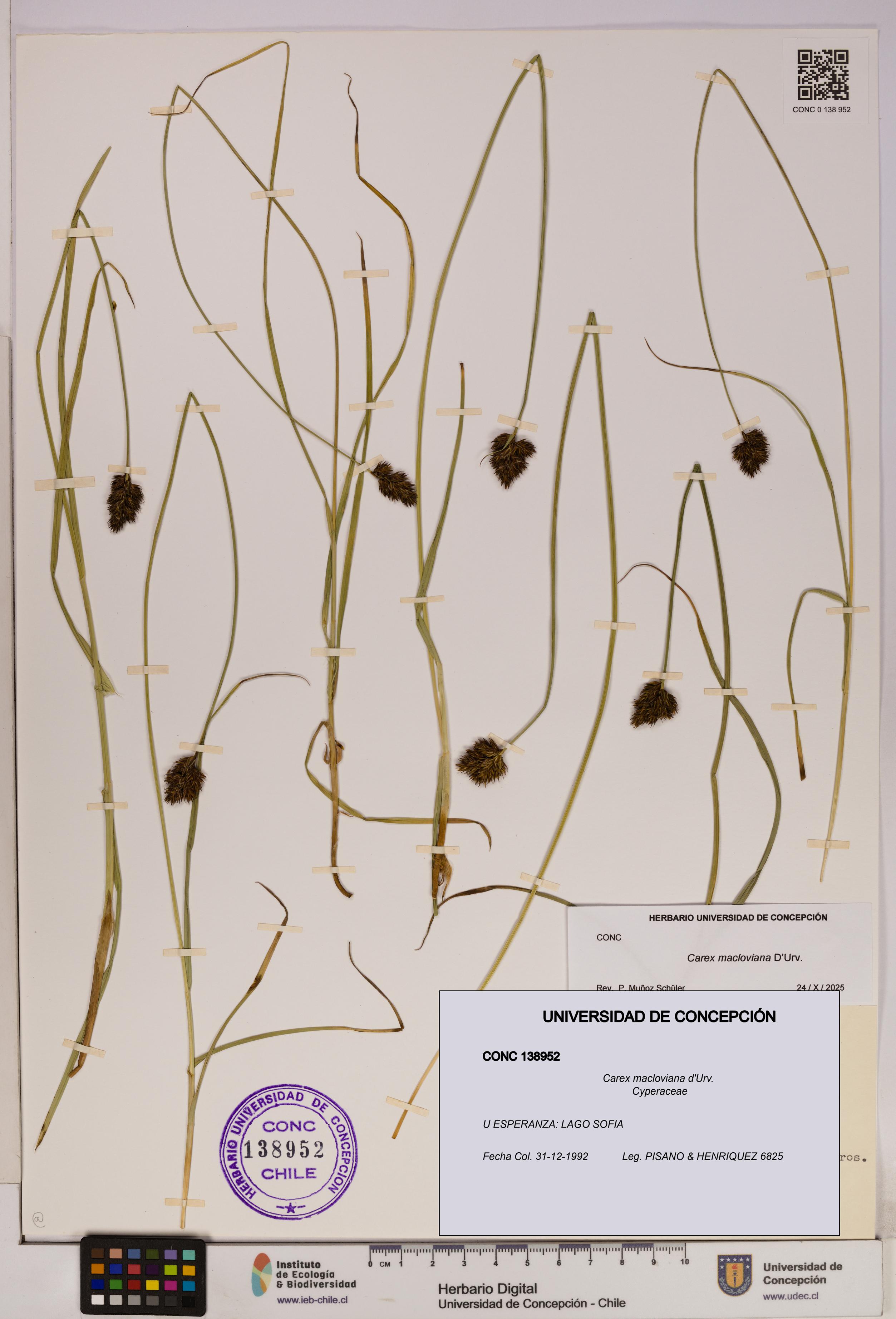 Carex macloviana [Espécimen: UDEC:CONC:0138952]