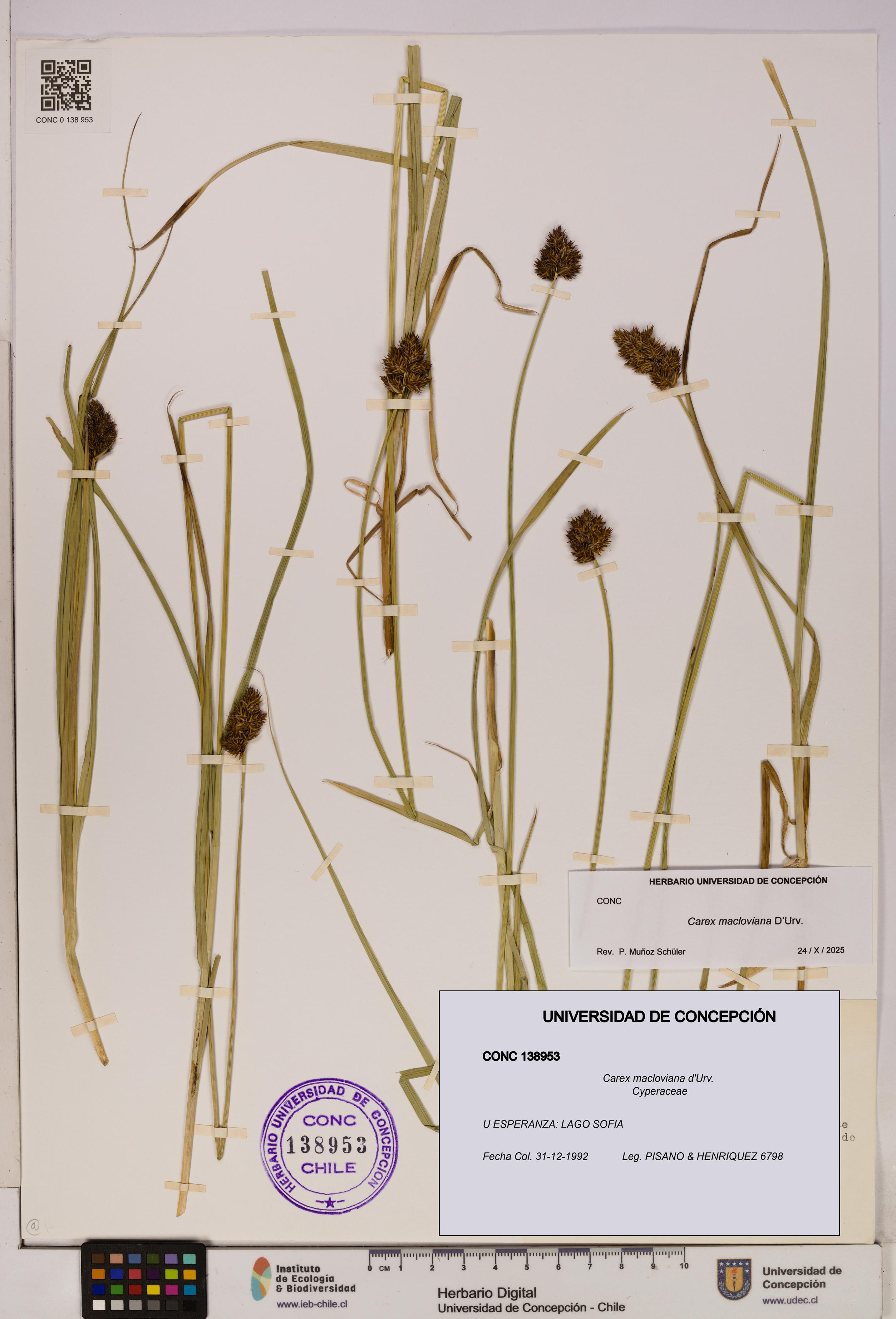 Carex macloviana [Espécimen: UDEC:CONC:0138953]