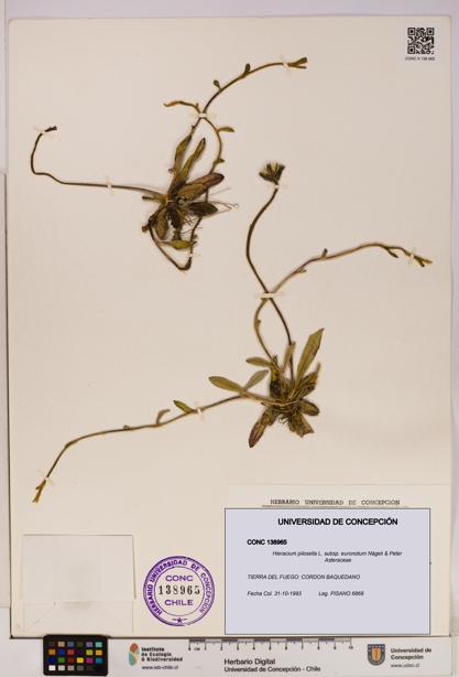 Hieracium pilosella [Espécimen: UDEC:CONC:0138965]