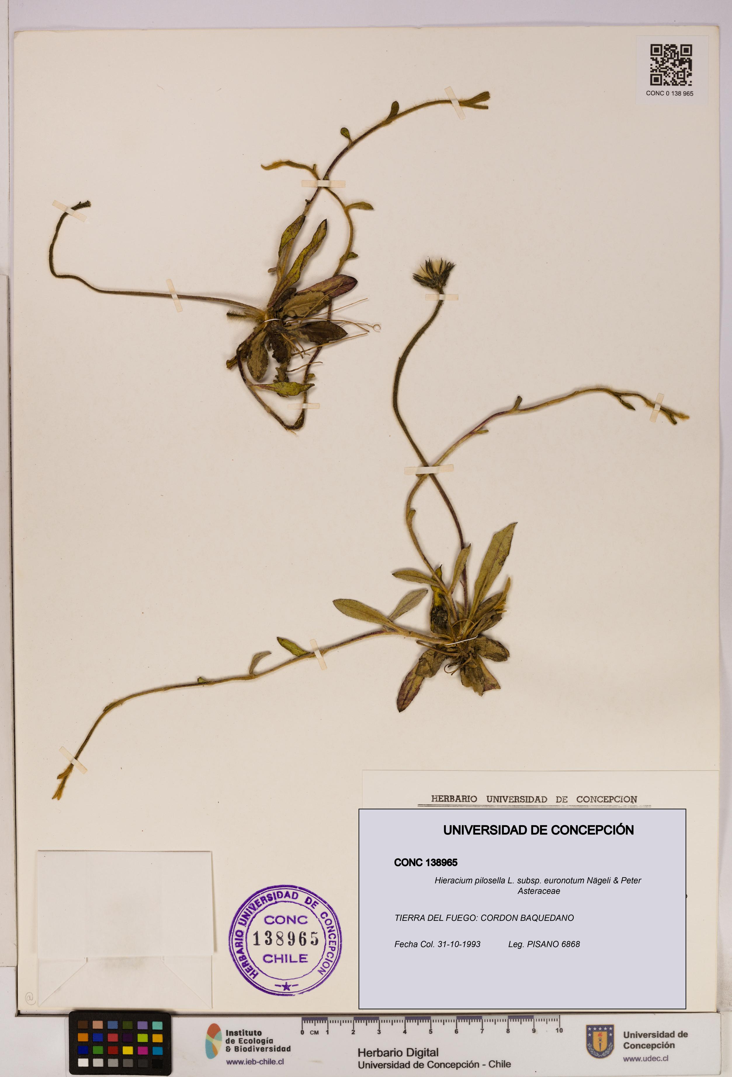 Hieracium pilosella [Espécimen: UDEC:CONC:0138965]
