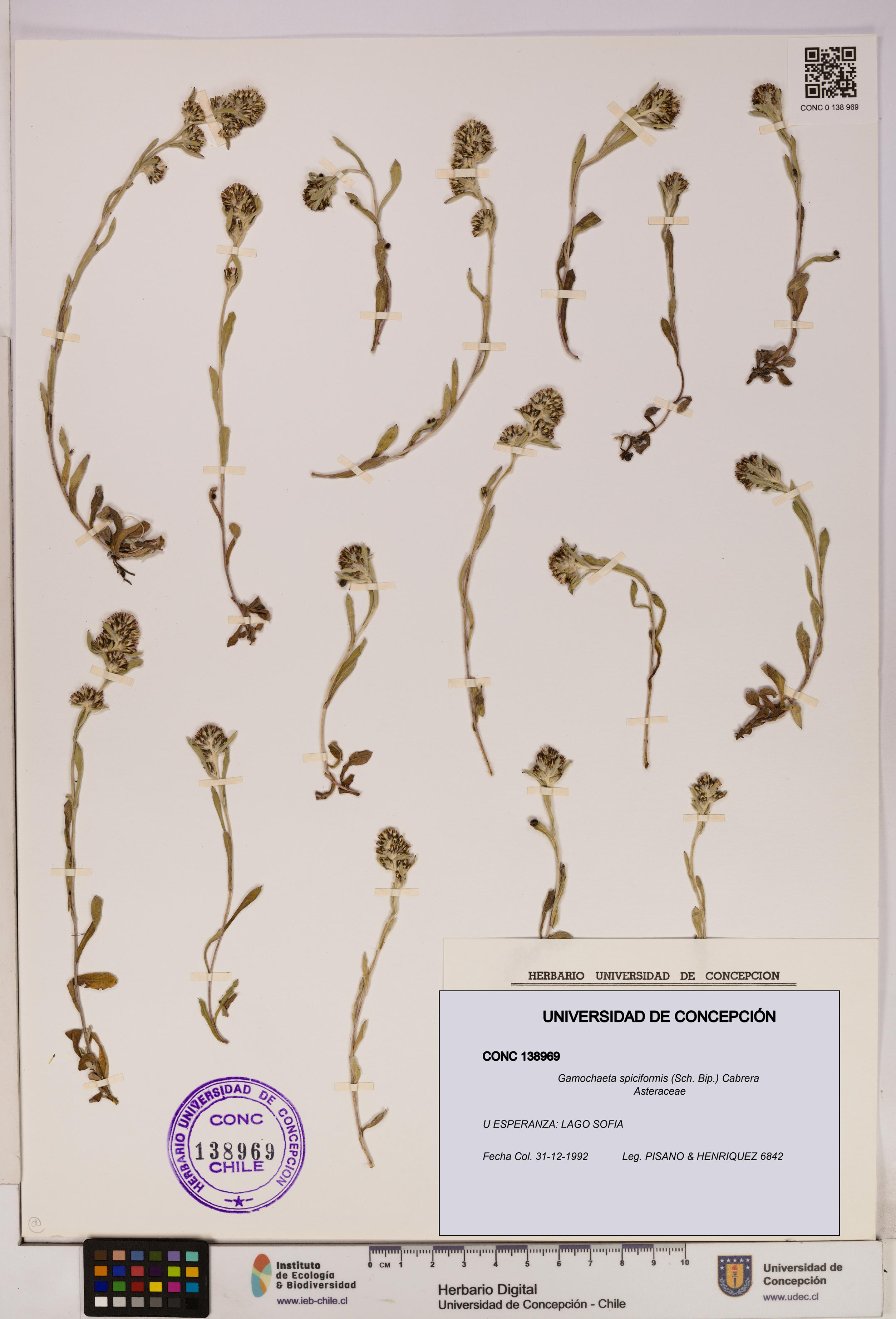 Gamochaeta spiciformis [Espécimen: UDEC:CONC:0138969]