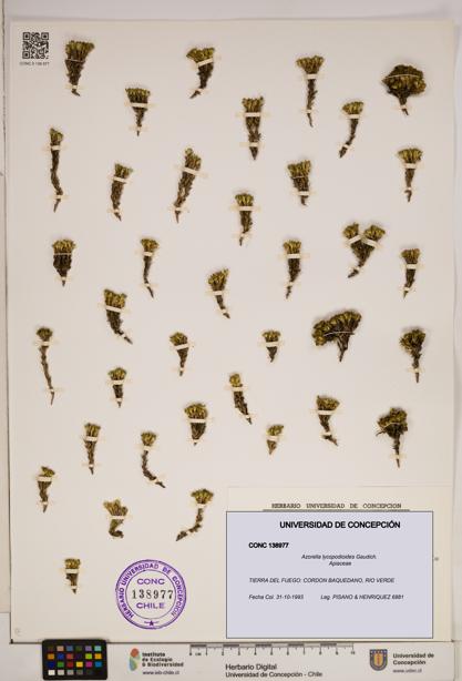 Azorella lycopodioides [Espécimen: ]