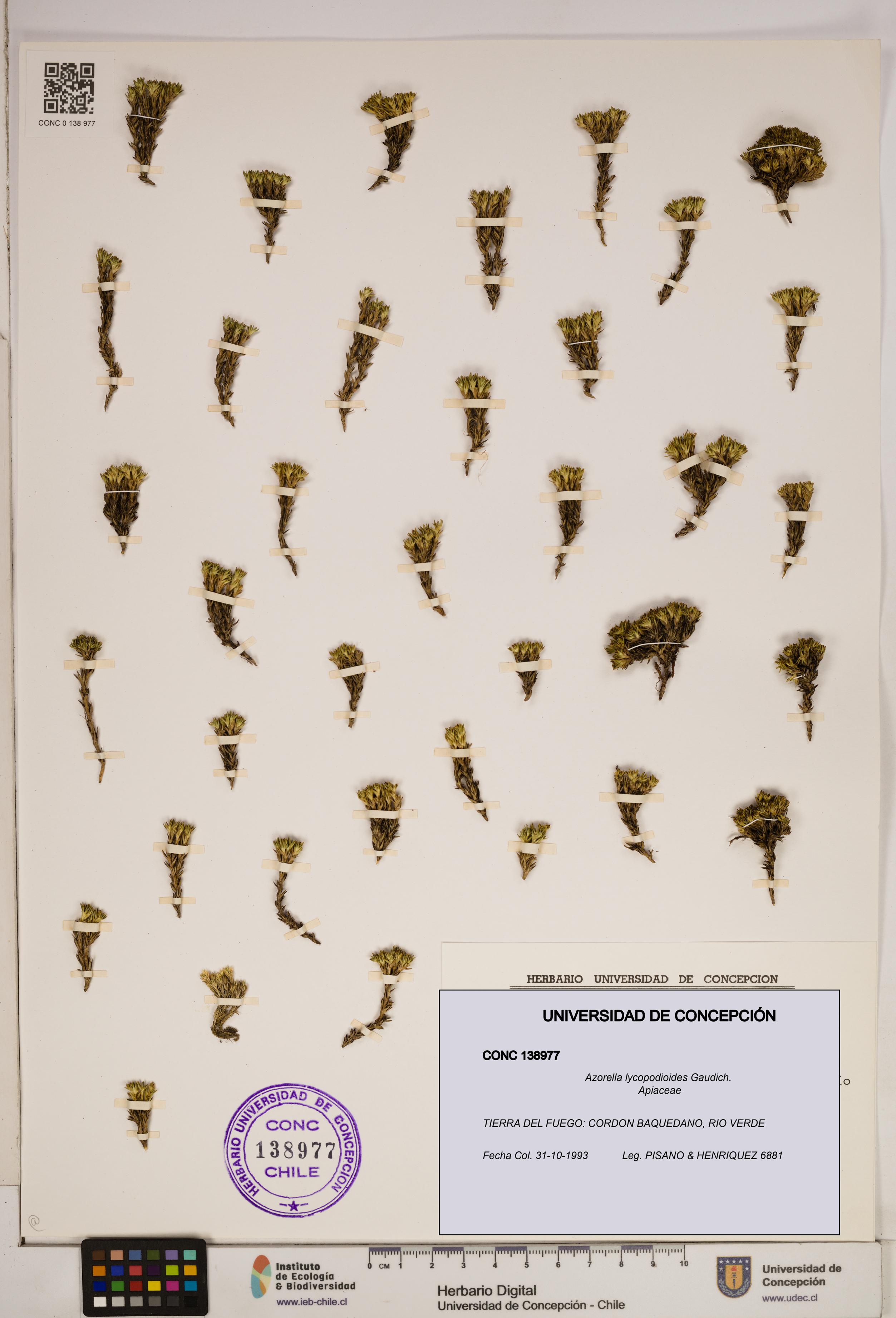 Azorella lycopodioides [Espécimen: ]