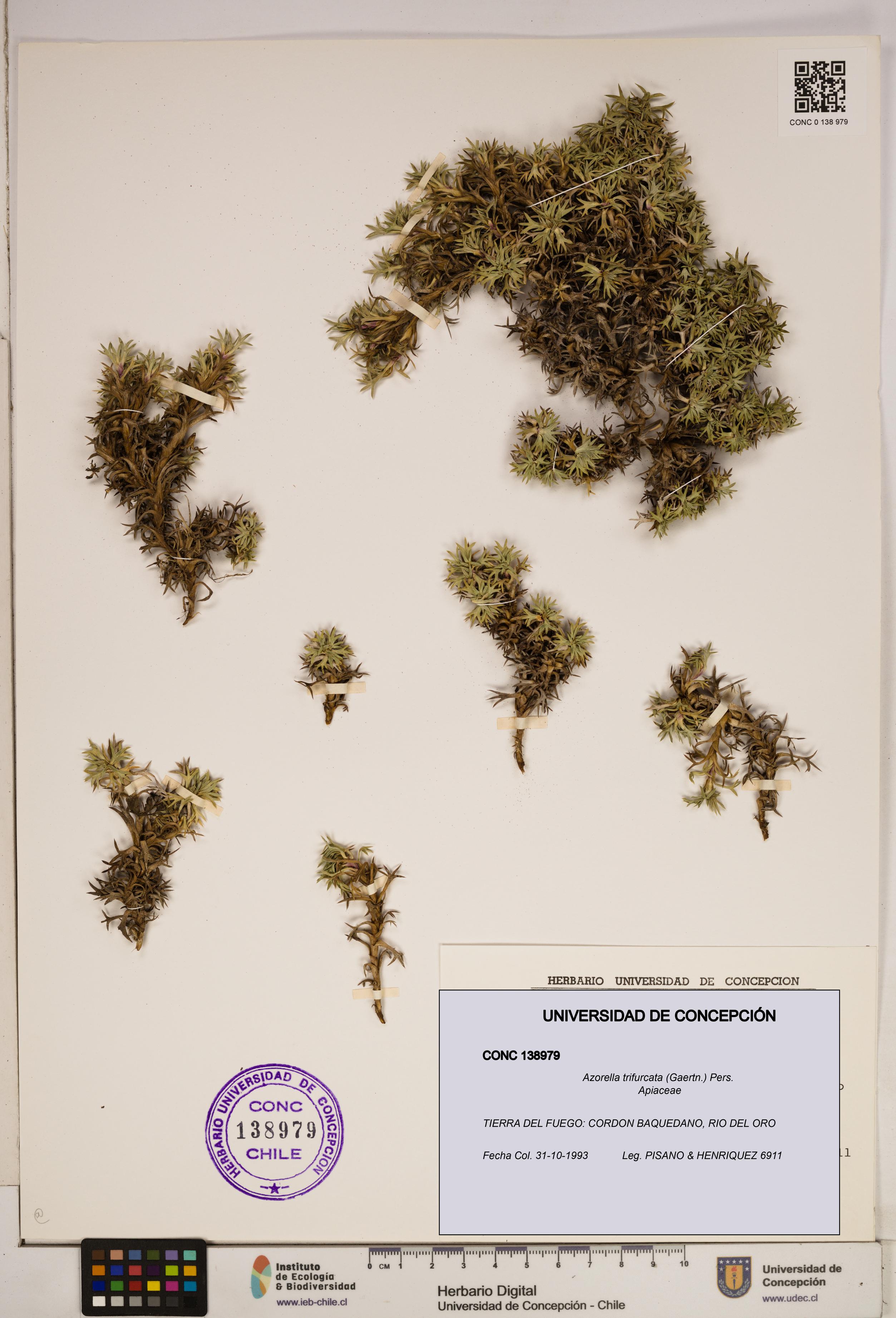 Azorella trifurcata [Espécimen: ]