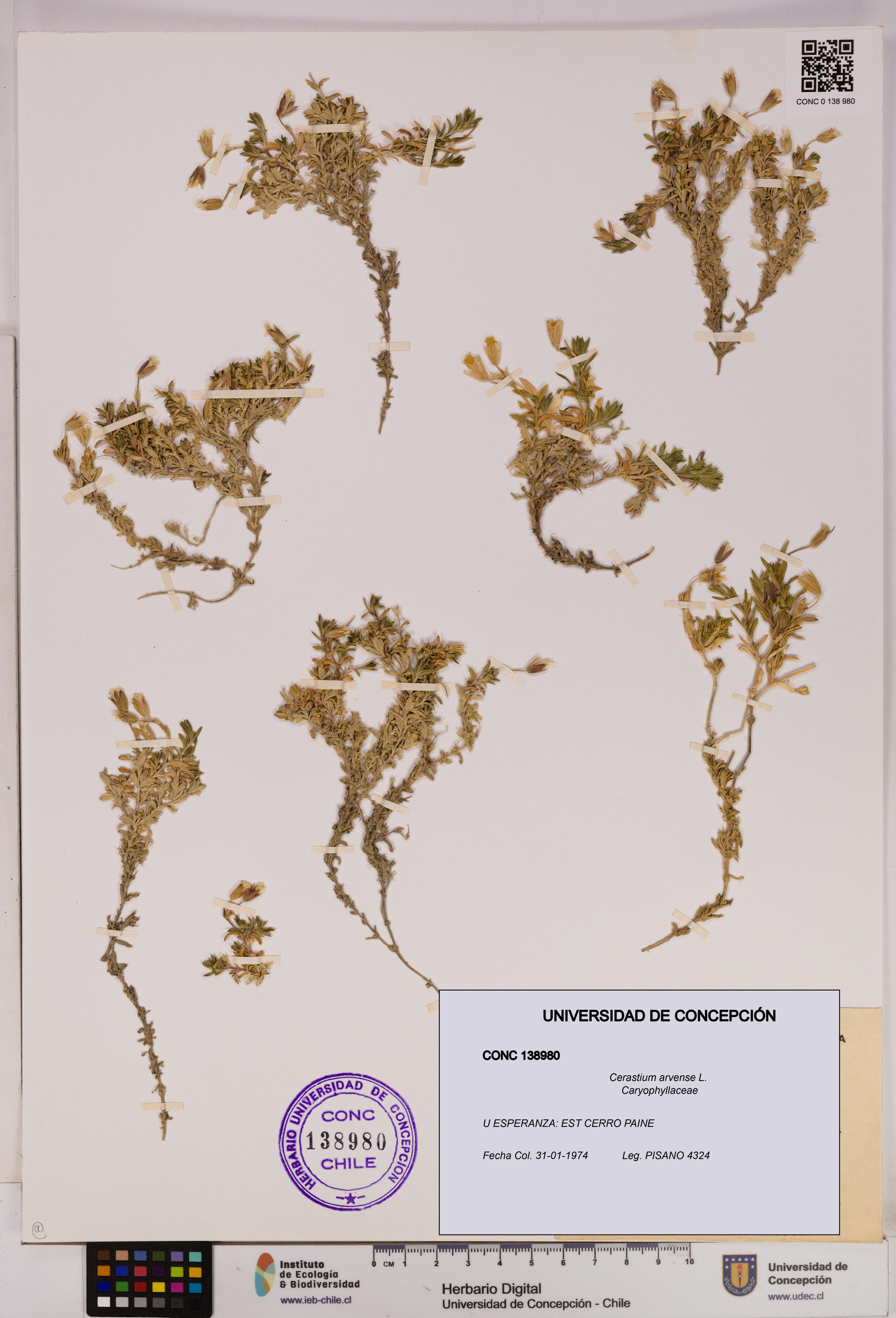 Cerastium arvense [Espécimen: UDEC:CONC:0138980]