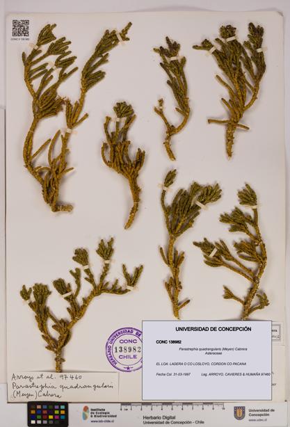 Parastrephia quadrangularis [Espécimen: UDEC:CONC:0138982]