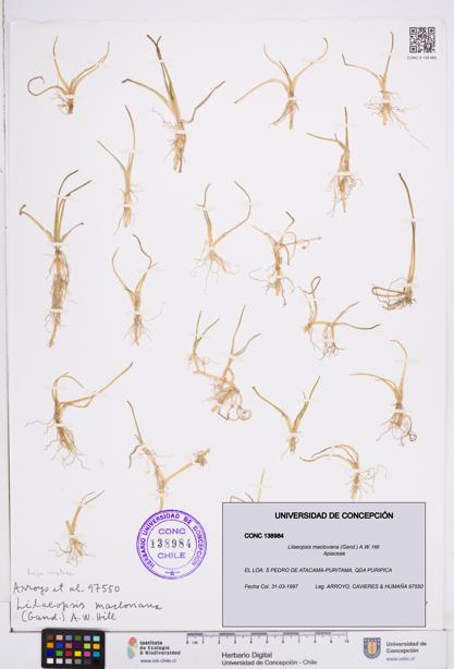 Lilaeopsis macloviana [Espécimen: ]
