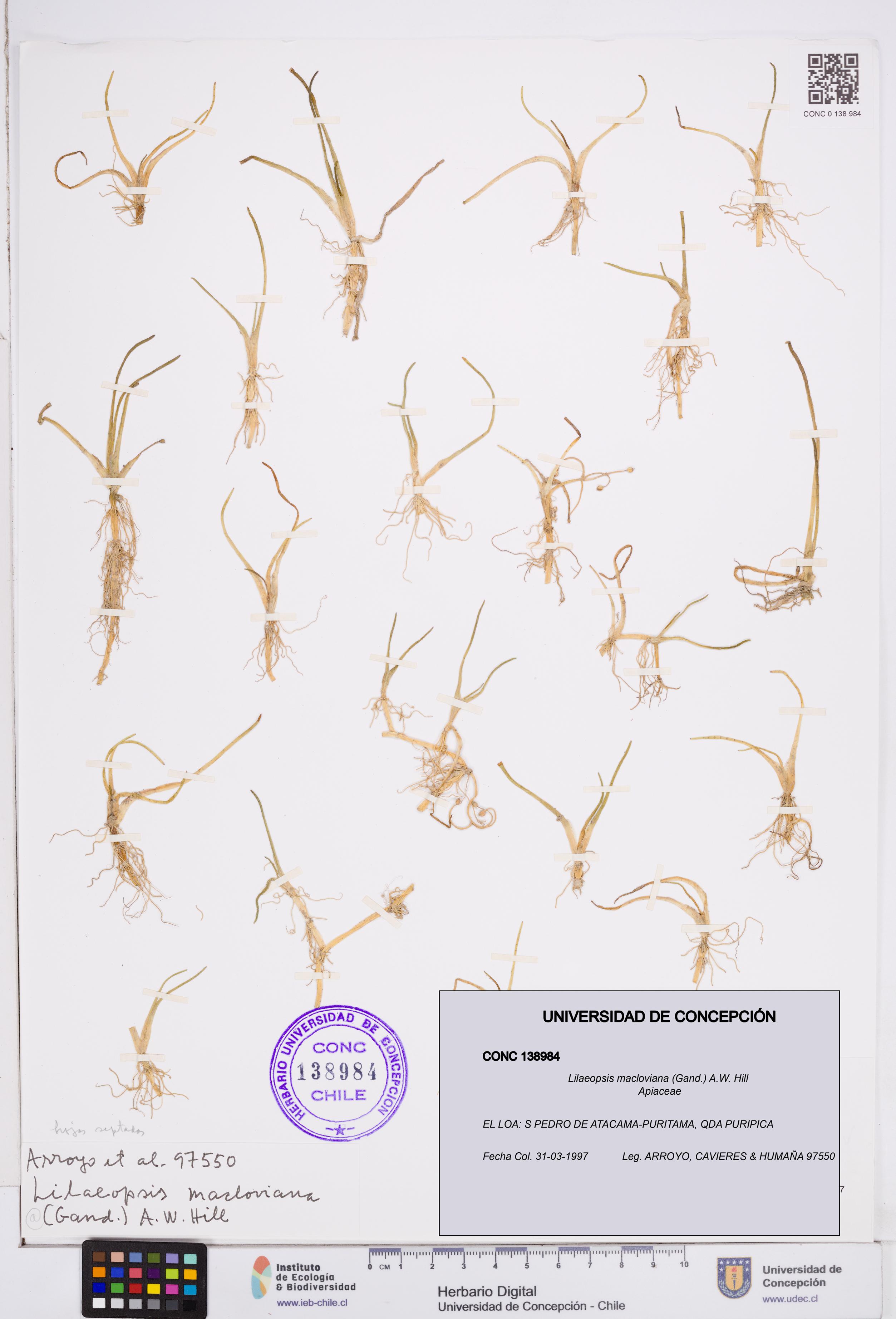 Lilaeopsis macloviana [Espécimen: ]