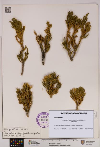 Parastrephia quadrangularis [Espécimen: UDEC:CONC:0138992]