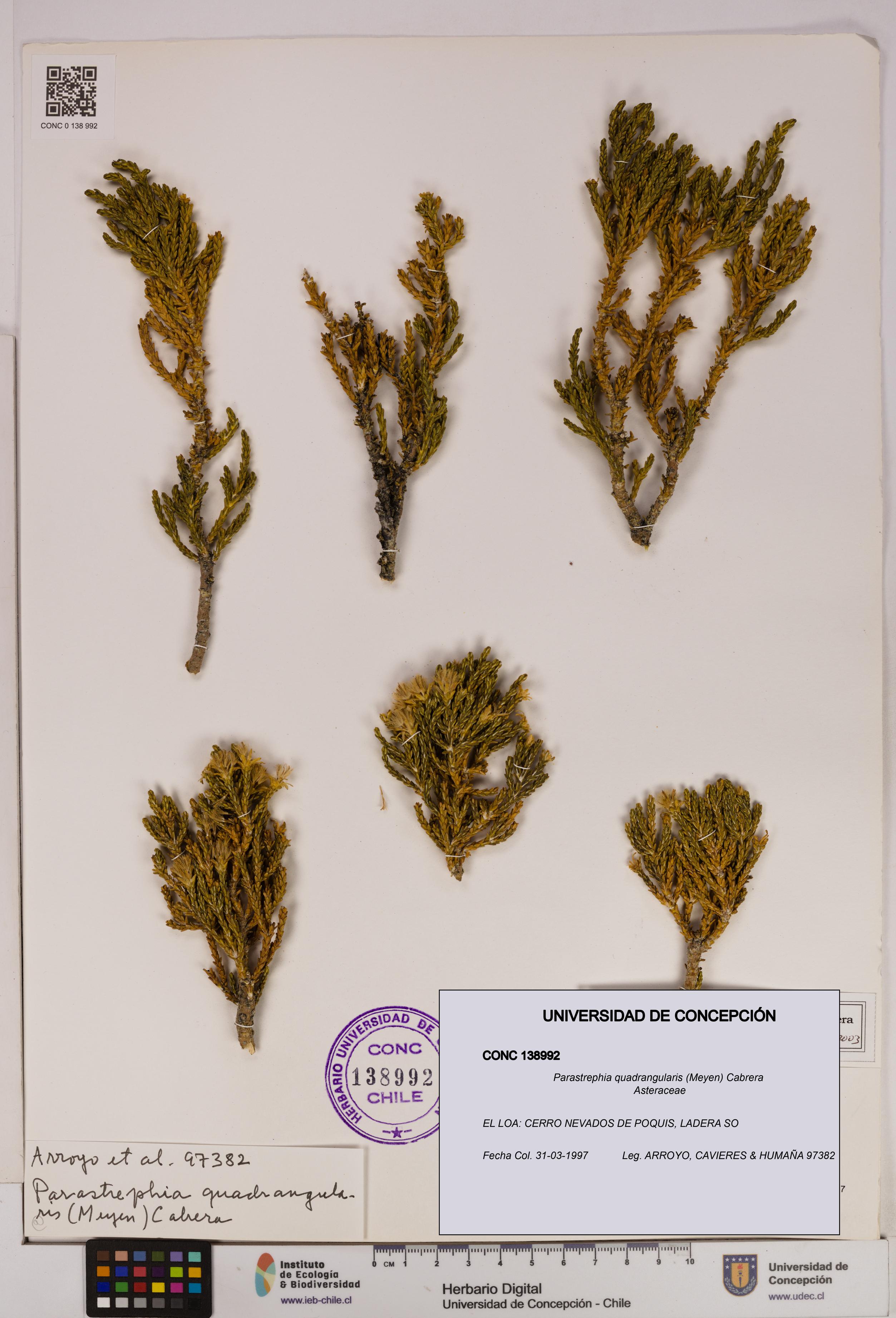 Parastrephia quadrangularis [Espécimen: UDEC:CONC:0138992]