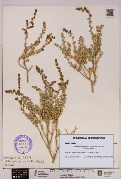 Atriplex imbricata [Espécimen: UDEC:CONC:0138993]
