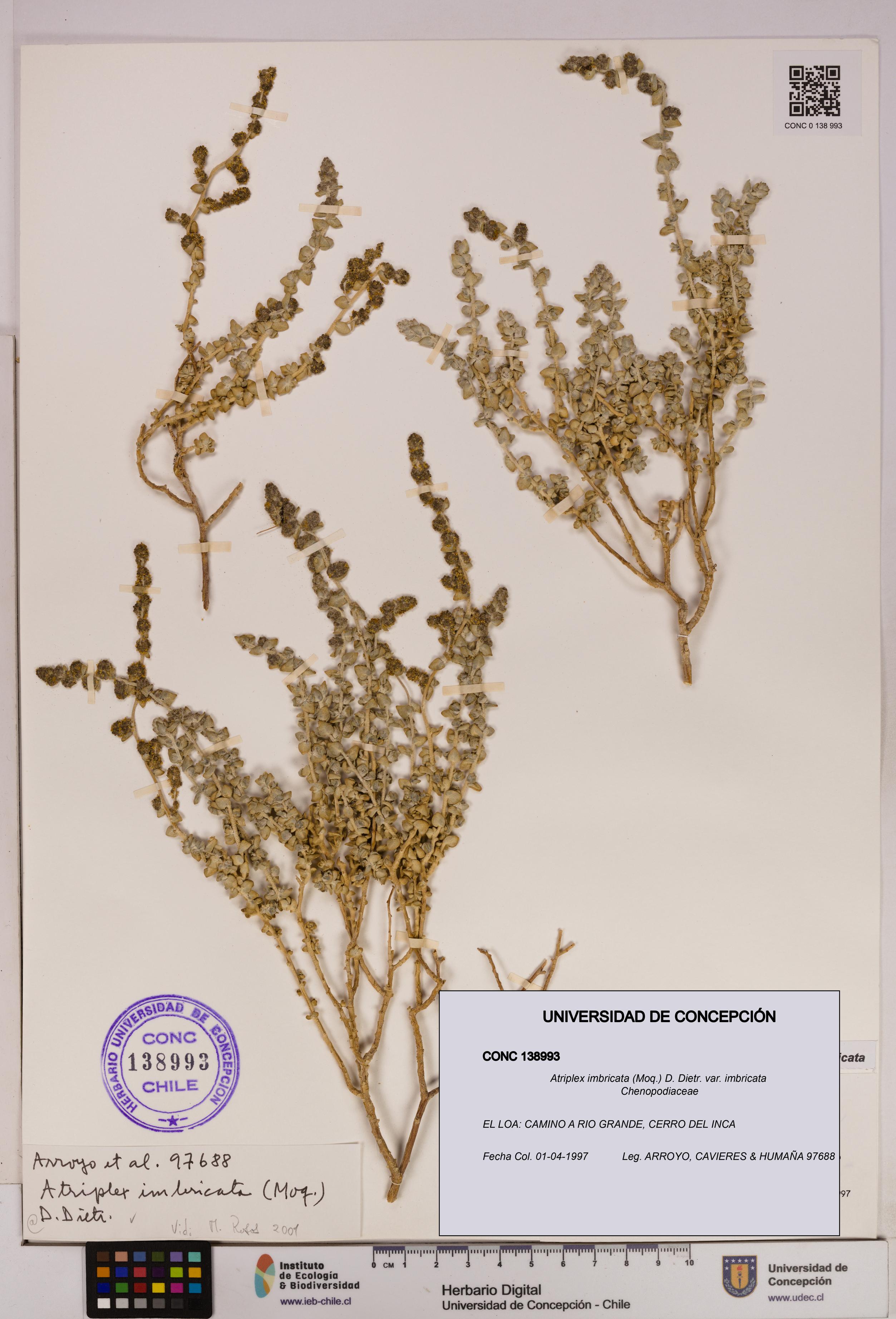 Atriplex imbricata [Espécimen: UDEC:CONC:0138993]