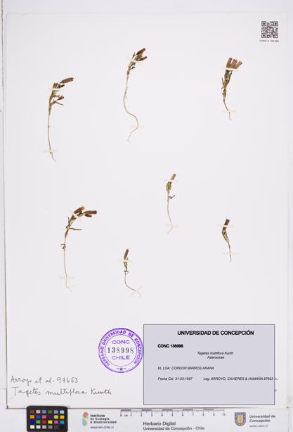 Tagetes multiflora [Espécimen: ]