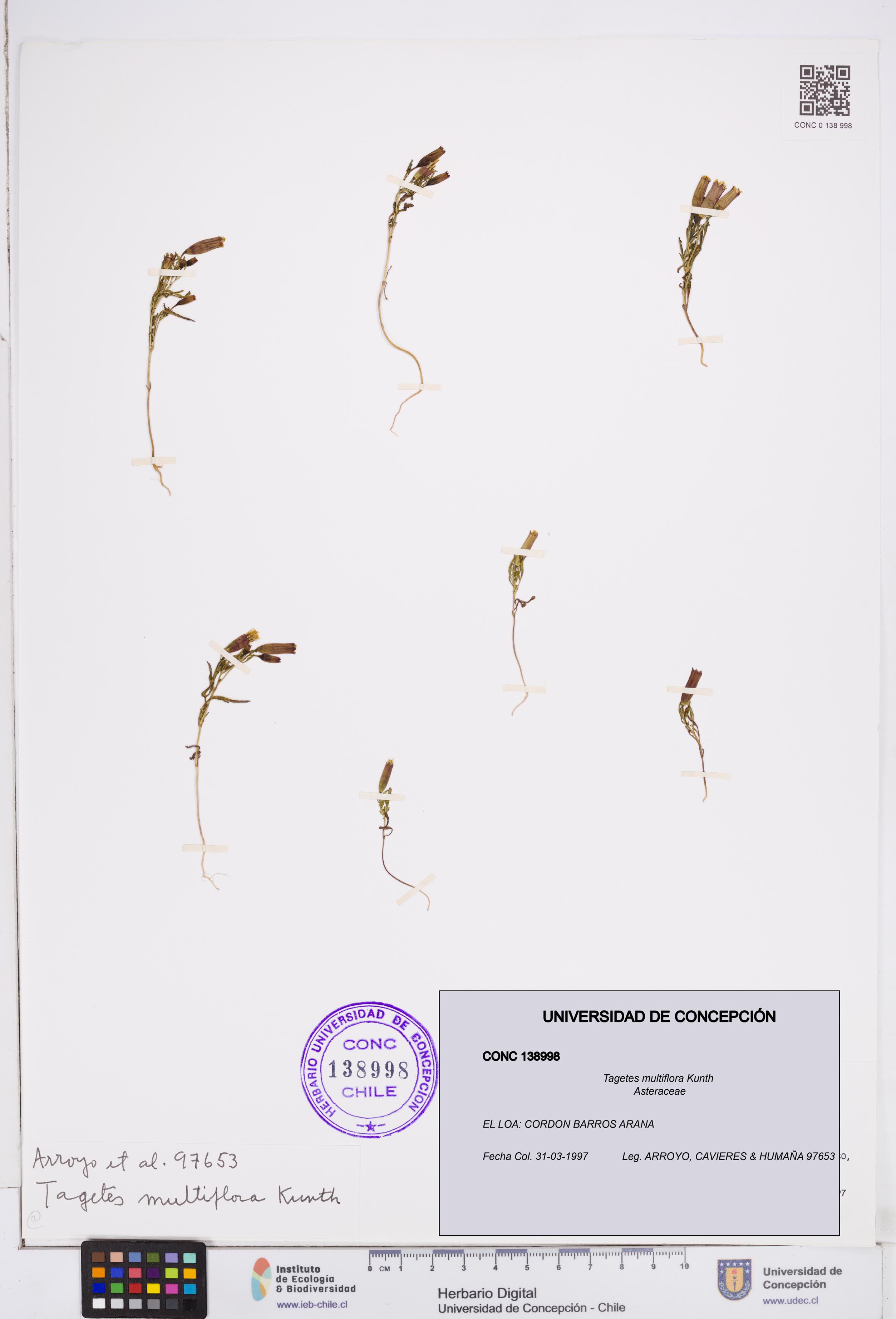 Tagetes multiflora [Espécimen: ]