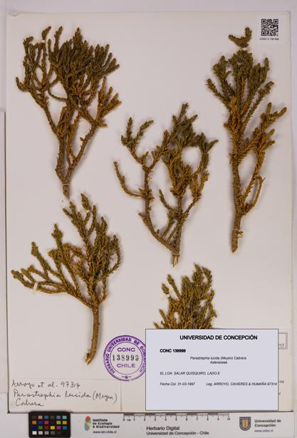 Parastrephia lucida [Espécimen: UDEC:CONC:0138999]